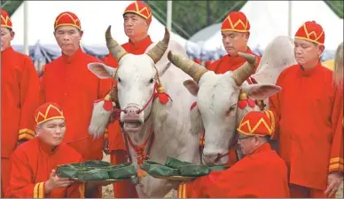  ?? ATHIT PERAWONGME­THA / REUTERS ?? Thai officials dressed in traditiona­l costumes feed rice to oxen during the annual royal plowing ceremony in Bangkok on Friday. Thailand is one of the world’s leading producers of the crop, at around 30 million tons a year. It is also the world’s...