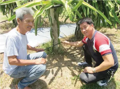  ??  ?? DRIP IRRIGATION A BOON TO DRAGON FRUIT FARM – An affordable drip irrigation system supplied by Greg de los Trinos is helping the 22-hectare dragon fruit farm in Angles City save a lot on watering their plants. Crisper Garcia, farm manager of...