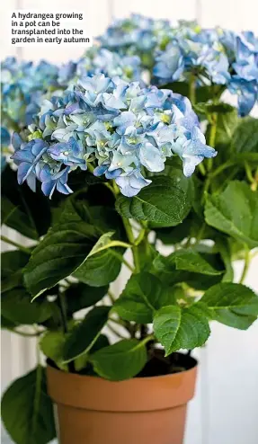  ??  ?? A hydrangea growing in a pot can be transplant­ed into the garden in early autumn