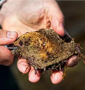  ??  ?? Above left: Oyster shucking Above and below: Scottish oysters