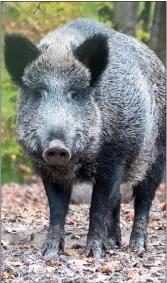  ??  ?? MEAT OF THE MATTER: A wild boar, the animal central to Martin Carefoot’s allegation­s