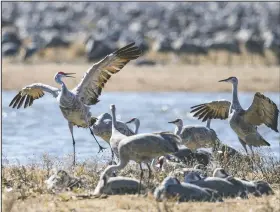  ?? (File Photo/AP/Nati Harnik) ?? Sand hill cranes dance near Gibbon, Neb., in March 2018. Huge numbers of sandhill cranes stop in the Platte River basin for rest and food before resuming their migration north.