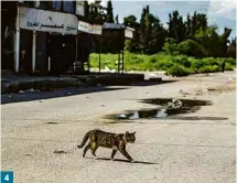  ?? Delil Souleiman - 18.abr.20/AFP ?? e 4 gato cruzando uma rua no centro sírio de Qamishli