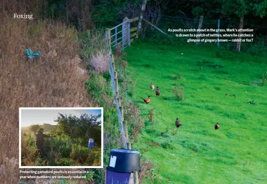  ?? ?? Protecting gamebird poults is essential in a year when numbers are seriously reduced
As poults scratch about in the grass, Mark’s attention is drawn to a patch of nettles, where he catches a
glimpse of gingery brown — rabbit or fox?