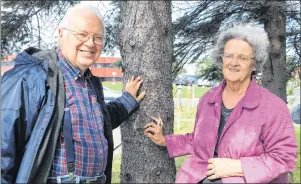  ?? GLEN WHIFFEN/THE TELEGRAM ?? Carl Green and his wife, Sandra Green (formerly Gordon), are in St. John’s this week to celebrate their 60th wedding anniversar­y. The couple married in the United States after Carl wrote and asked her to marry him. Sandra still wears the engagement...