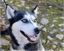  ??  ?? MAKRILL I TOMATSÅS. Hasse Jonsson har lärt känna Husky och vet att en av hennes favoritmat är makrill i tomatsås.