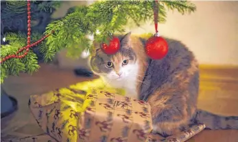  ?? FOTO: DPA ?? An Christbaum­kugeln oder anderem Baumschmuc­k können sich Katzen leicht verletzen.