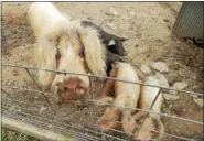  ?? PROVIDED BY SPCA ?? The pig and piglets shown here were among the animals seized at the home of David Jones on Old Kingston Road in New Paltz, N.Y.