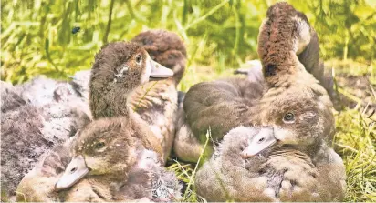  ??  ?? Einige der jungen Nilgänse, die vor ein paar Wochen auf dem Platz vor der Kirche von St. Lambertus für Aufregung gesorgt hatten, aber gerettet werden konnten.