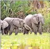  ??  ?? Elephants are destroying crops in Sanyati