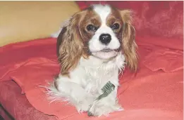  ?? Picture: iStock ?? DENTAL HYGIENE. A spaniel eating a dental stick in shape of toothbrush.