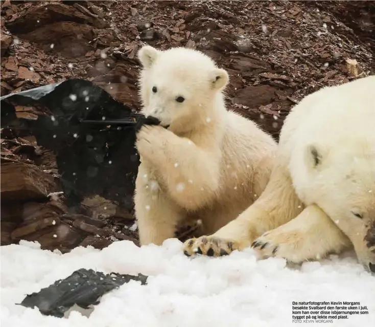  ?? FOTO: KEVIN MORGANS ?? Da naturfotog­rafen Kevin Morgans besøkte Svalbard den første uken i juli, kom han over disse isbjørnung­ene som tygget på og lekte med plast.