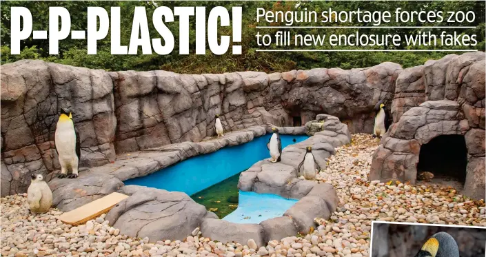  ??  ?? Cold comfort: Visitors to Exotic Zoo in Telford were disappoint­ed to find plastic penguin imitations in place of real birds