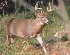  ?? ROBERT F. BUKATY/AP ?? Ohio hunters checked whitetail deer from Sept. 10 through last Sunday, the highest total in a decade.