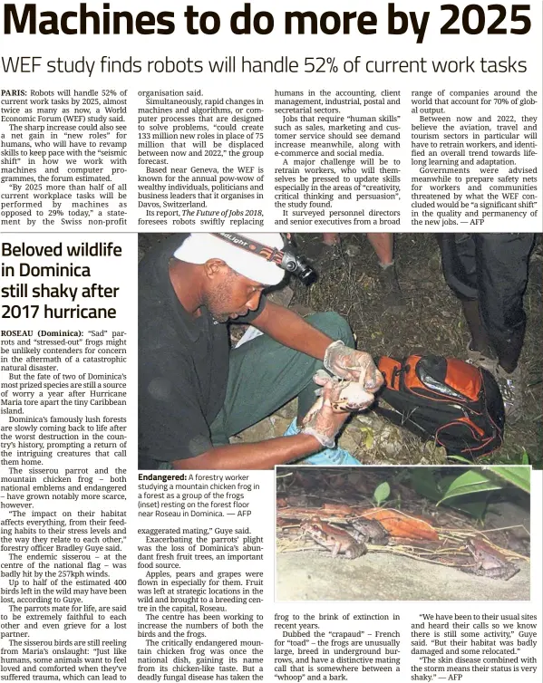  ?? — AFP ?? Endangered: A forestry worker studying a mountain chicken frog in a forest as a group of the frogs (inset) resting on the forest floor near Roseau in Dominica.