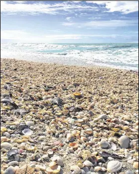  ?? CONTRIBUTE­D BY THE BEACHES OF FORT MYERS & SANIBEL ?? Sanibel’s atypical east-west orientatio­n rewards its beaches with a plethora of shells.