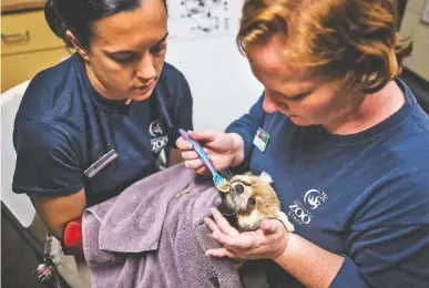  ?? STAFF PHOTOS BY DOUG STRICKLAND ?? Primary keeper Betsy Eckermann, left, and veterinary technician Lacey Hickle feed a 3-month-old male red panda cub Thursday at the Chattanoog­a Zoo. The cubs’ mother, Maina, was found dead in her enclosure Saturday, but the cubs are not yet old enough...