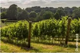  ??  ?? Thrilling progress: a vineyard in Sussex