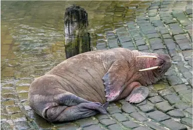  ?? ?? ABOVE: Thor the wandering walrus seen relaxing in Scarboroug­h, where he drew crowds and indulged in a spot of self-pleasuring.