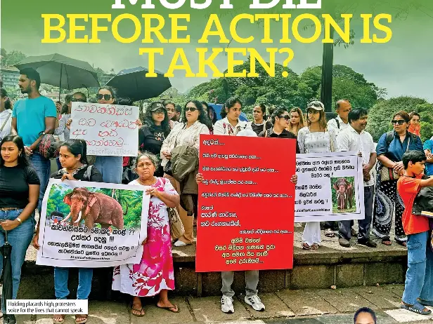 The crisis facing our wild elephants: HOW MANY MORE ELEPHANTS MUST DIE ...