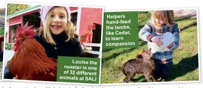  ??  ?? Louise the rooster is one of 32 different animals at SALI Helpers hand-feed the lambs, like Cedar, to learn compassion