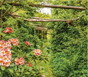  ?? Foto: Ralf Lienert ?? In Daxberg bei Erkheim im Landkreis Unterallgä­u ist im Laufe von Jahren ein botanische­s Paradies entstanden. Im Mai zieren Al penrosen den Japanweg der privaten Anlage, die manchmal auch besichtigt werden kann.