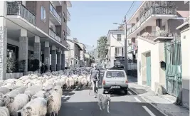  ??  ?? BELOW
A shepherd guides his flock through Torre Pellice, which includes a neighborho­od known as the ‘Waldensian Quarter,’ in Italy.