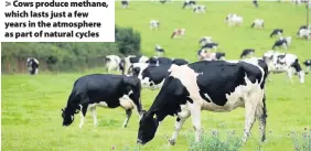  ??  ?? > Cows produce methane, which lasts just a few years in the atmosphere as part of natural cycles