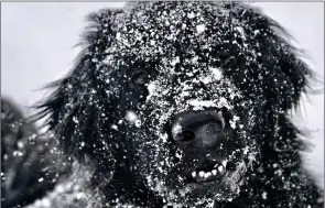  ??  ?? A Newfoundla­nd named Daphne is covered in snow after playing with her owner
Dr. Charles Blomquist on Thursday in Pittsfield, Mass. (Ben Garver/The Berkshire Eagle via AP)