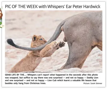 Pressreader The Chronicle 19 11 16 Pic Of The Week With Whispers Ear Peter Hardwick