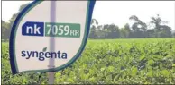  ?? Picture: BLOOMBERG ?? SEEDS: Syngenta last month paid a 70% premium for Belgian seed technology firm Devgen.