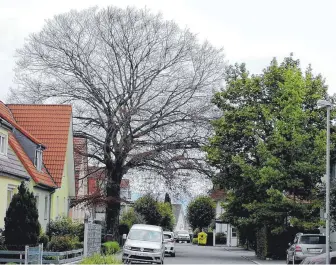  ?? FOTO: SABINE FELKER ?? Die Blutbuche in der Kaiserstra­ße verliert ihre Blätter.