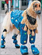  ??  ?? A Crufts entrant is dressed to impress, as the show mixes fashion with gadgetry – and dog “selfies”