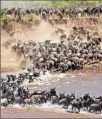  ?? Claudia Uribe Getty I mages ?? WILDEBEEST­S are among the many animals seen on safaris in Kenya and Tanzania.