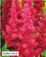  ?? ?? Astilbe ‘Fanal’