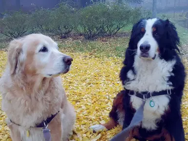  ?? Amiche per la vita ?? Grace, a sinistra, è morta, a 13 anni il 31 maggio. Bea , di 10 anni, se n’è andata 13 giorni dopo