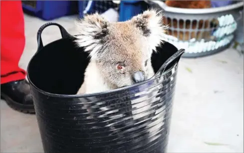 ?? AFP ?? An injured koala waits to be treated for burns at the Kangaroo Island Wildlife Park on Kangaroo Island.