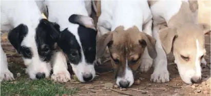  ??  ?? Hübsche Hundewelpe­n warten auf ein neues Zuhause.