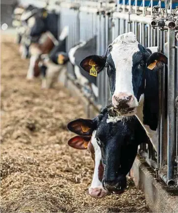  ?? ?? Gerade die Viehbauern beschweren sich über immer strengere Auflagen.