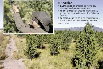  ??  ?? 1.4 millones de árboles de Navidad, adornan los hogares mexicanos. 50 por ciento son árboles mexicanos y 50 por ciento provienen de los Estados Unidos. Se estima que en 2017 se comerciali­zan 700 mil árboles plantados en México. Verde. José Armando...