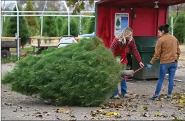  ?? CHRIS RILEY — THE REPORTER ?? Emma Johnson, of Vacaville, helps a customer with a freshly cut tree at the Silveyvill­e Christmas Tree Farm in Dixon on Tuesday.