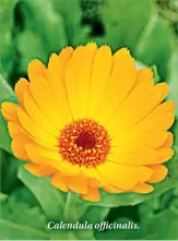  ??  ?? Calendula officinali­s.