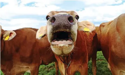  ?? Photograph: Astrid860/Getty Images/iStockphot­o ?? ‘One expert told me it’s important to work out whether the advancing cow is angry, or merely curious.’