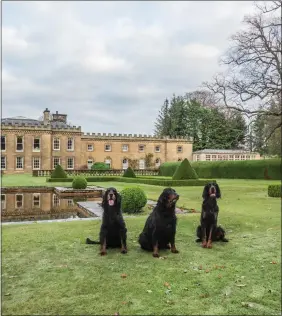  ??  ?? „ A trio of Gordon Setters in the grounds of the castle where the breed was developed.