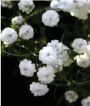  ?? FOTO: JUREK HOLZER / SVD / SCANPIX ?? Vitpytta har täta heldubbla blommor i kvastlika samlingar. Funkar även att torka!