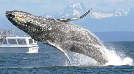  ?? JIM MAYA, MAYA'S LEGACY WHALE WATCHING ?? Because humpbacks can move great distances between surfacings, close encounters can be a surprise.