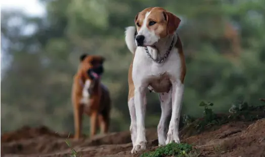  ?? JORGE CASTILLO. ?? En el territorio hay animales que han sido rescatados de criaderos, otros que estaban en tan malas condicione­s que si seguían en la calle iban a morir y muchos otros a los que abandonaro­n quienes fueron sus dueños.