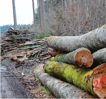  ??  ?? Im Wald bei Dietershof­en sind einige Bäume gefällt worden und liegen nun am Wegesrand. Für einige Bewohner des Ortes sind das zu viele. Die Bayerische­n Staatsfors­ten argumentie­ren jedoch dagegen.