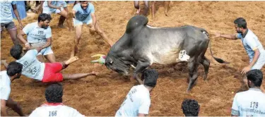  ?? File/associated Press ?? ↑
A bull charges towards tamers during a traditiona­l bull-taming festival Jallikattu in the village of Allanganal­lur.