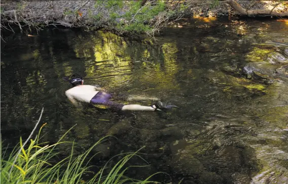  ?? Photos by Michael Macor / The Chronicle ?? Damon Goodman of the U.S. Fish and Wildlife Service explores the shallow waters of the Eel River, where lampreys are building nests in the gravel bottom.